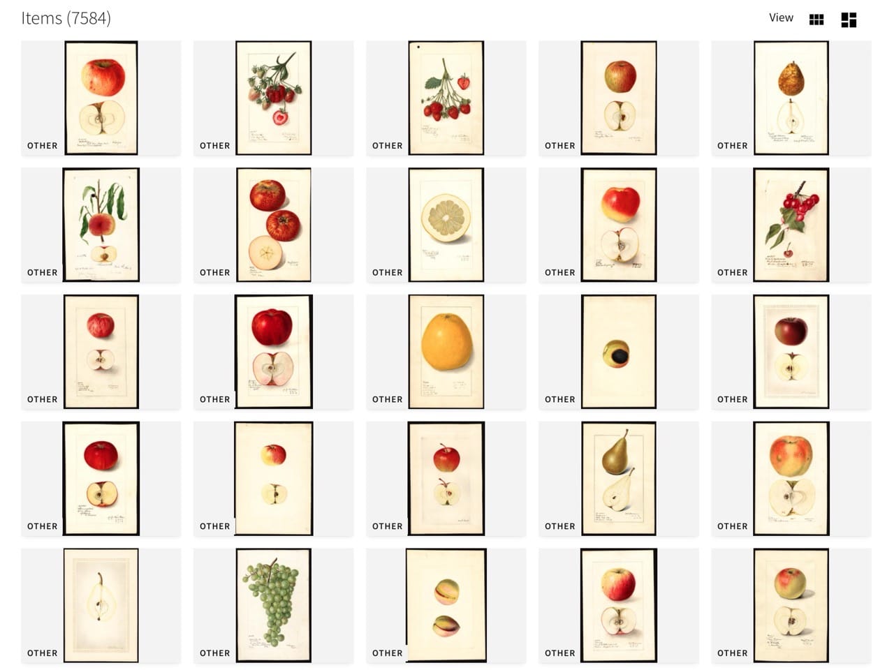 Usda pomological watercolors 2.